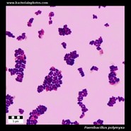 Paenibacillus polymyxa microscopy